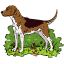 dog6